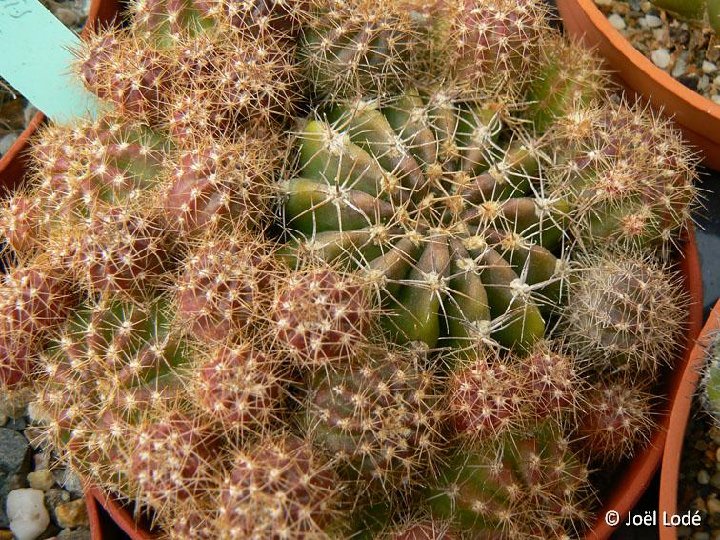 Echinopsis boyuibensis or hammerschmidii Cardenas ©JL1457